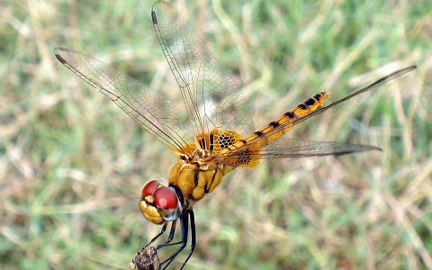 Ejemplar adulto de la libélula Pantala flavescens, el insecto con la migración más larga